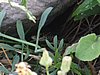 Mali-Losinj-1-59.JPG