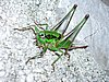 Mali-Losinj-1-60.JPG