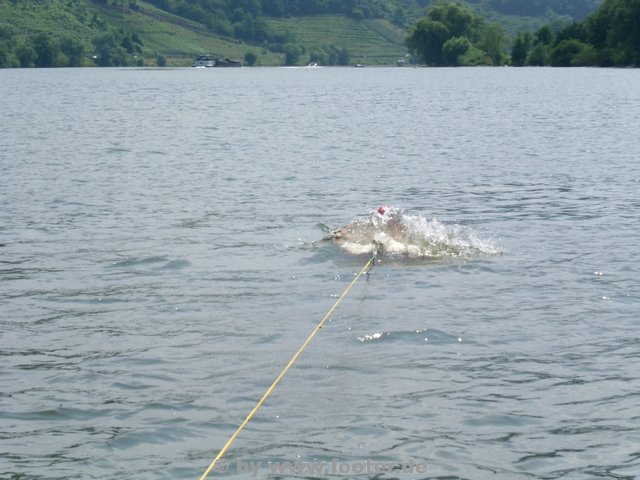 mosel-16-07-05-14.JPG