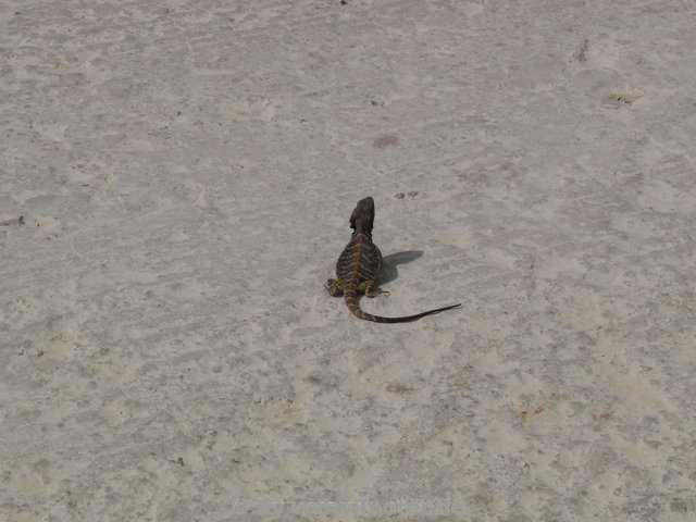 Australien-063.JPG