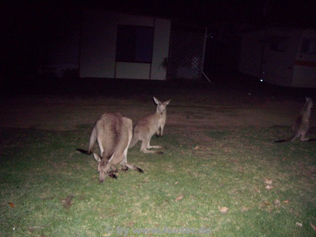 Australien-189.JPG