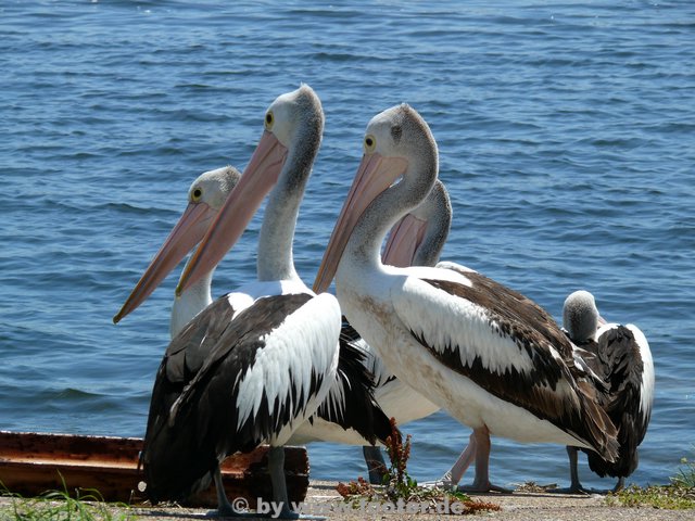 Australien-229.JPG